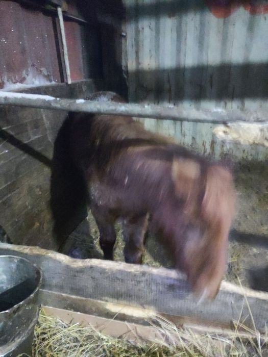 Продам жабагы ургашы