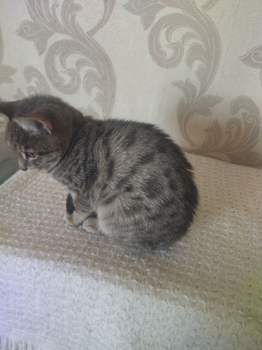 Отдам в ответственные руки
