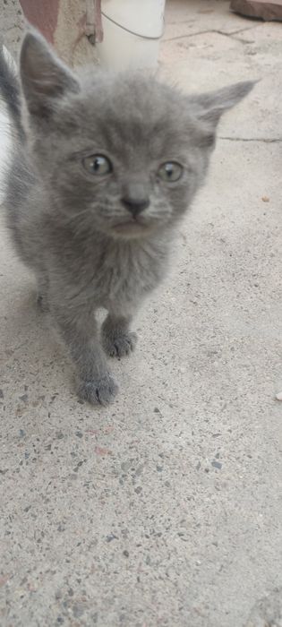 Котята хорошие красивые.