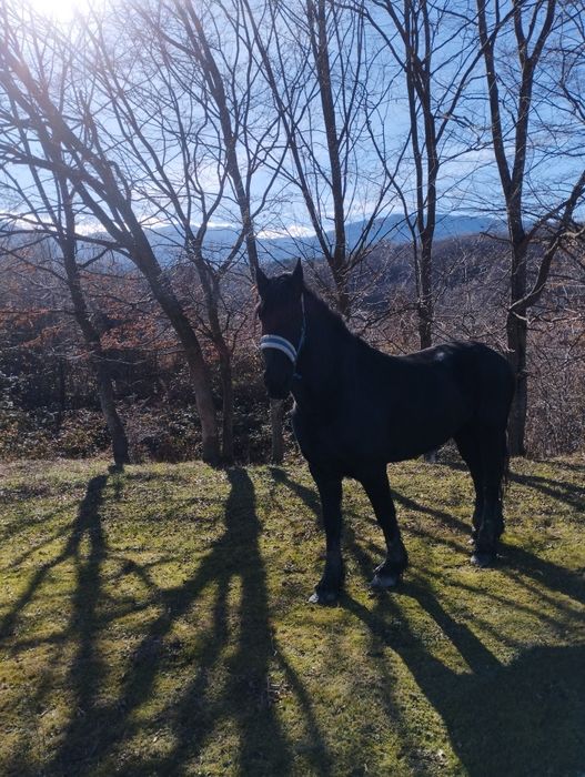 Продавам кобили Дунавка и Фрезийка