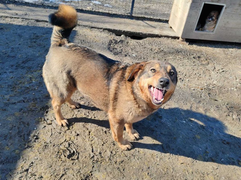 Daisy – cățelușă adorabilă de 4 ani își caută familie