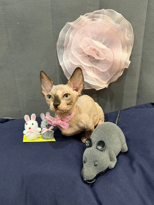 Шикарный сфинкс бамбино