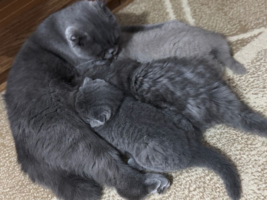 Котята Скоттиш фолд, лилового окраса!