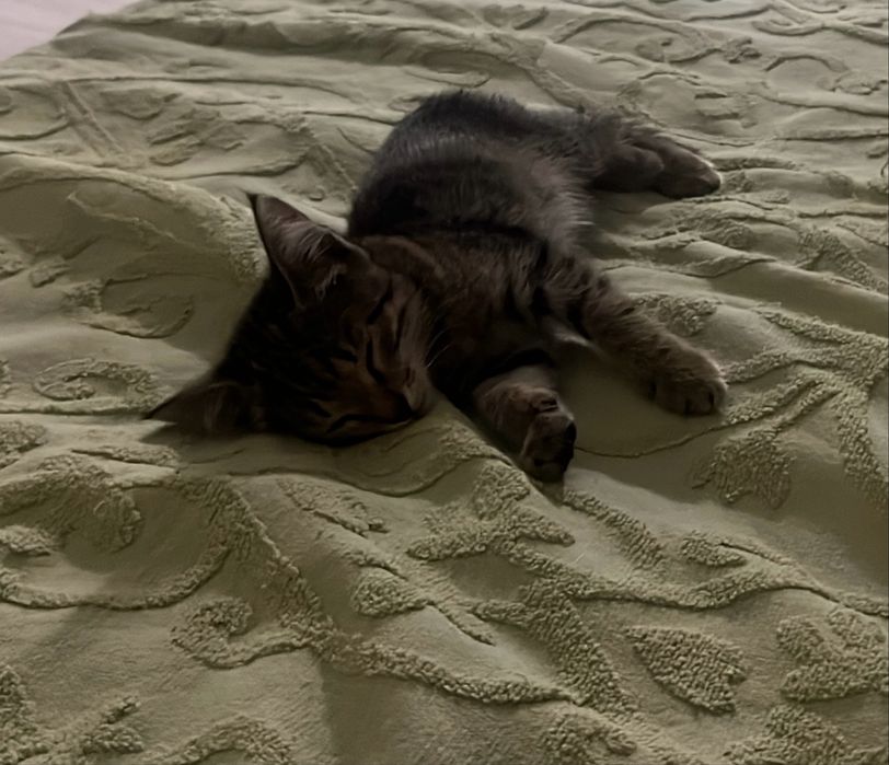 Котенок девочка 2 мес
