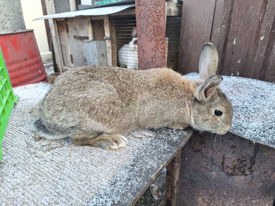 Продам молодых кролих