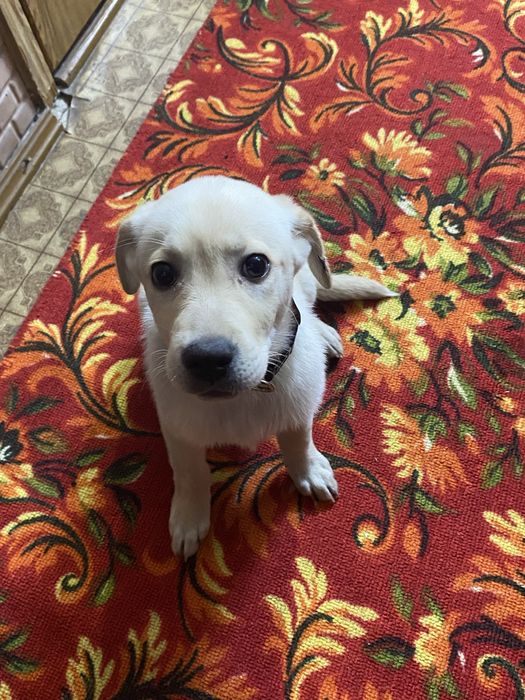 Лабарадор ритривер