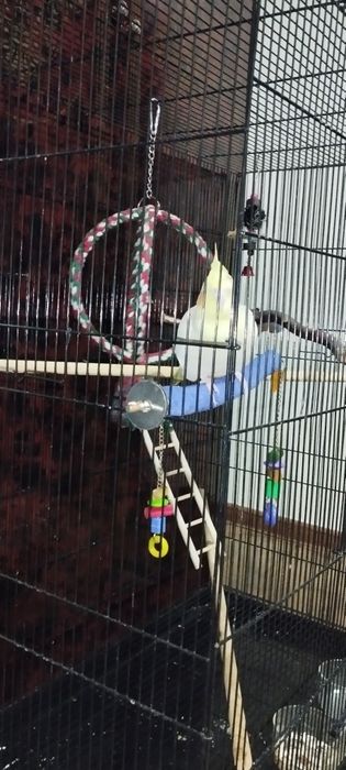 Клетка с кареллой.