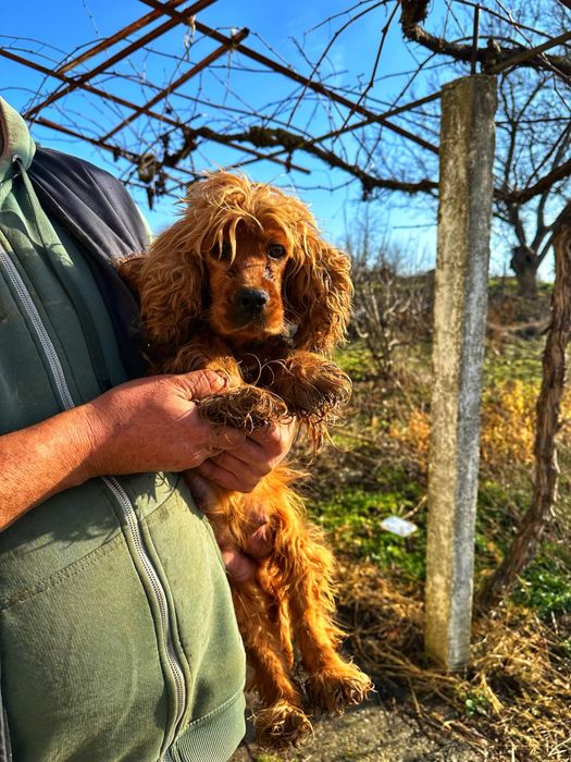Кокершпаньолчета