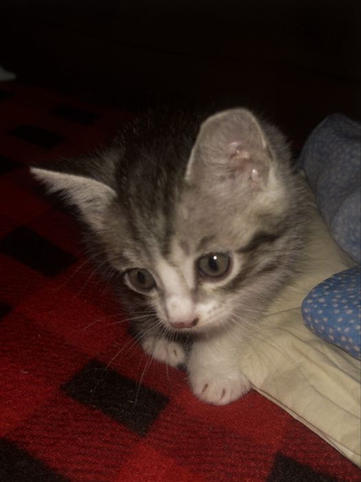 отдам котенка бесплатно