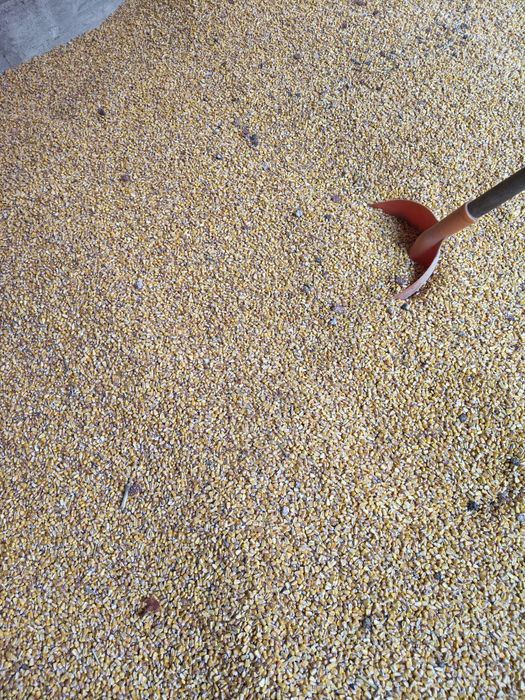 Porumb din anul 2025