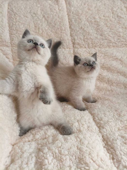 Британски късокосместа и шотлански клепоухи