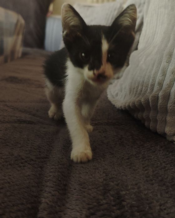 Котенок отдам В ДОБРЫЕ РУКИ.