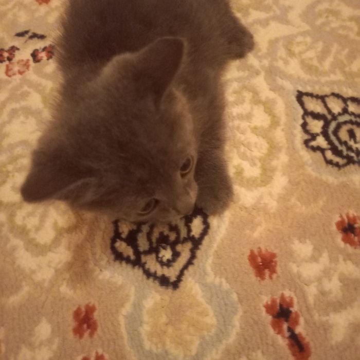 Котёнок  1,5  месяца  мальчик