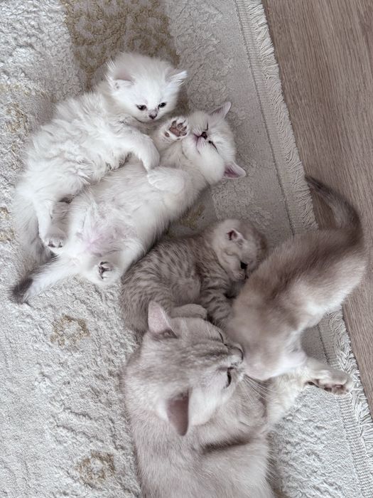 Котятки на продажу