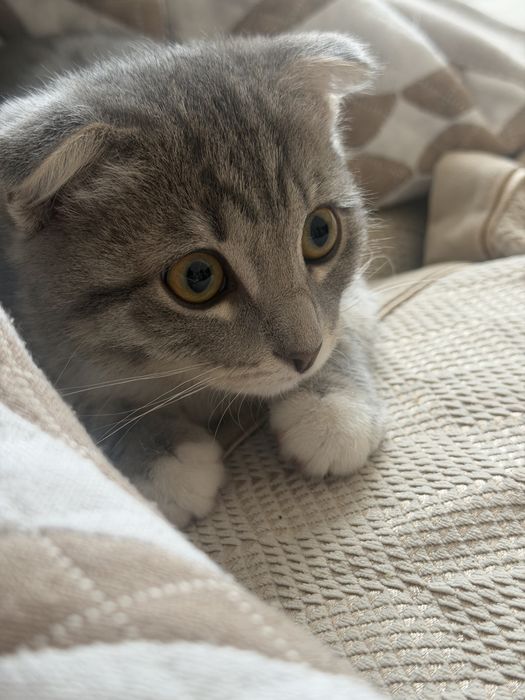 Вислоухий котенок