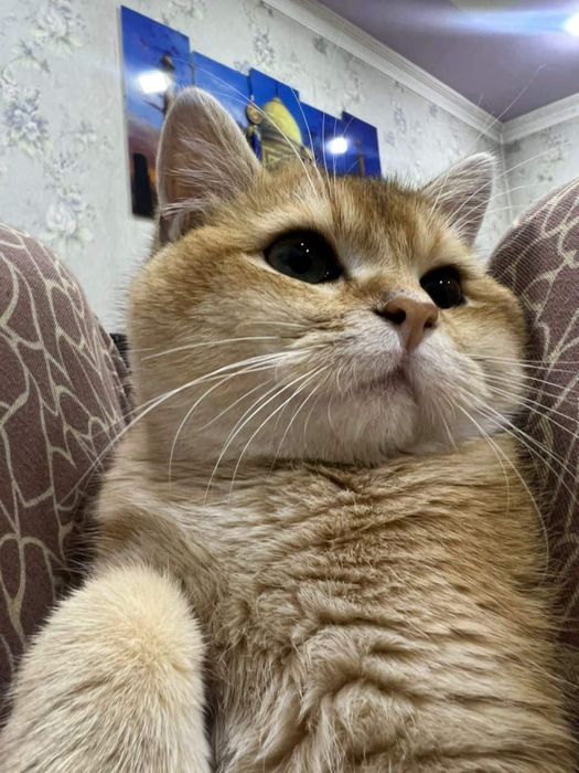 Золотистый шиншилла на вязку