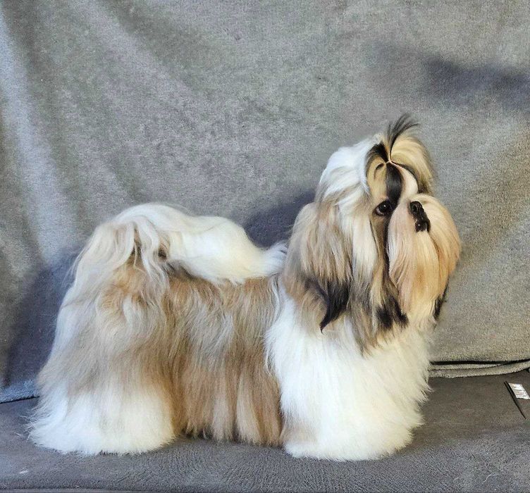 Băiat Shih Tzu în vârstă de 8 luni