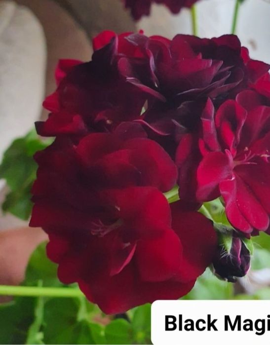 Продам комнатные пеларгонии