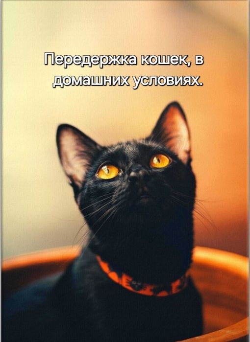 Передержка кошек