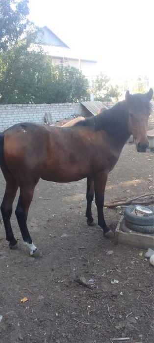 Продам    Лошадь