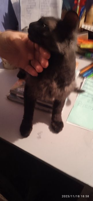 Сфинкс велюр браш