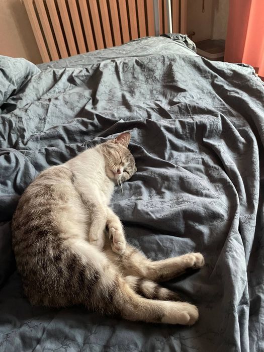 Котенок в добрые руки