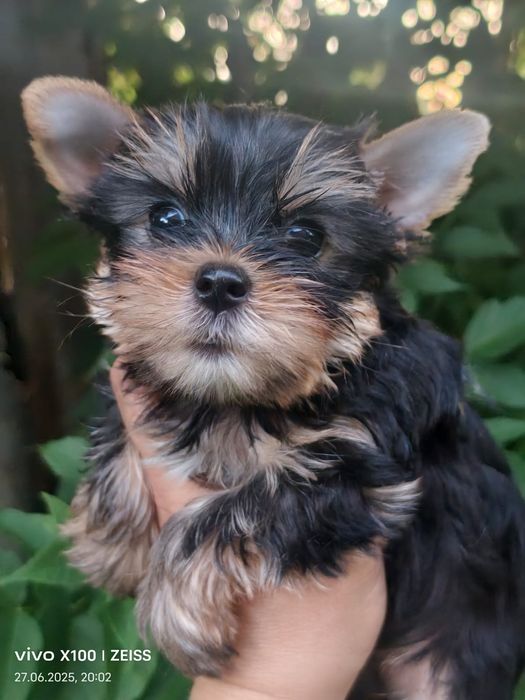 Очароыательные щенки йорка.