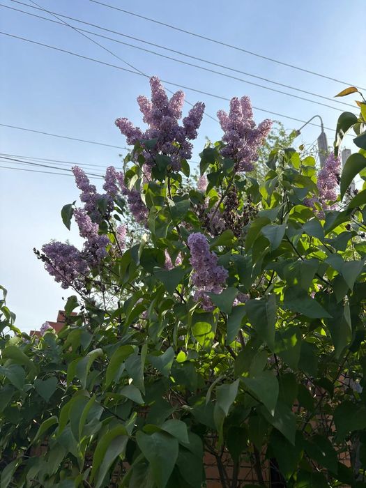 Сирень цветы, свежий