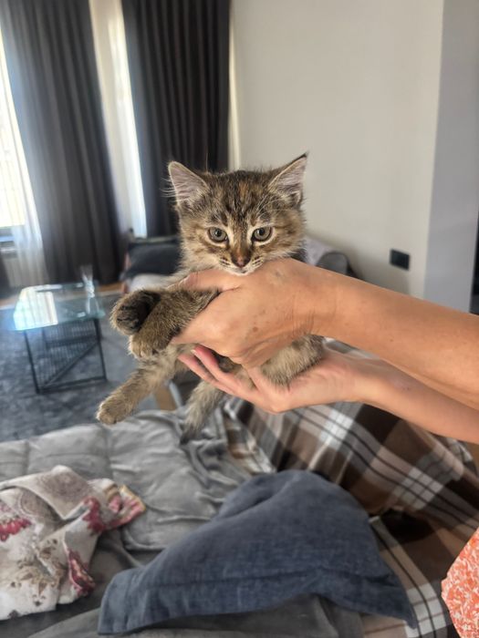 Отдам котенка в хорошие руки