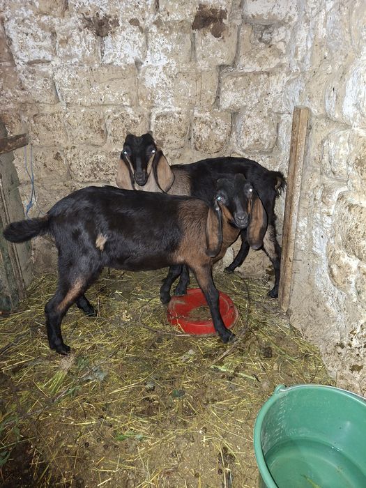 2 iede anglonubian