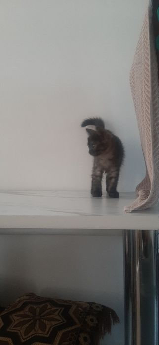 Отдам кошечку бесплатно.