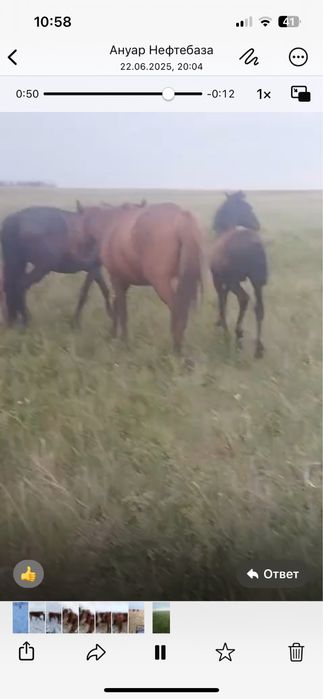 Продам лошадей Кобылу сжеребенком+Байтал