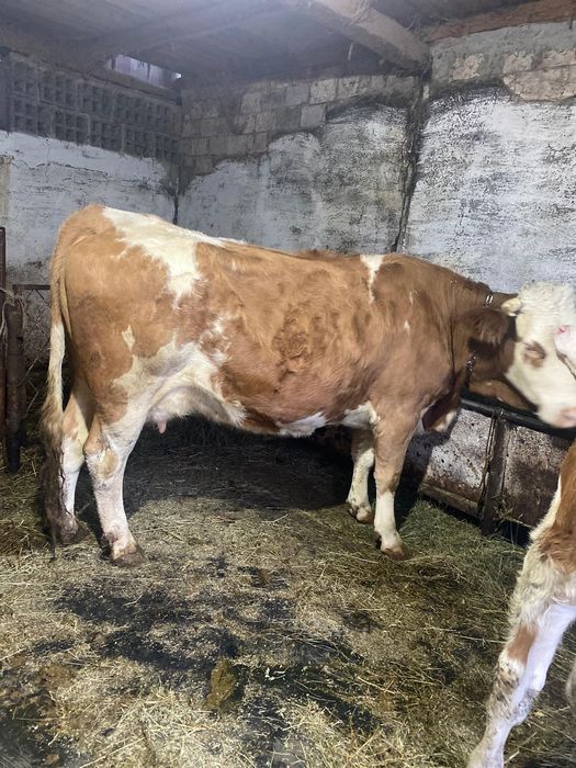 De vânzare vaca bălțată și 2 vitei !