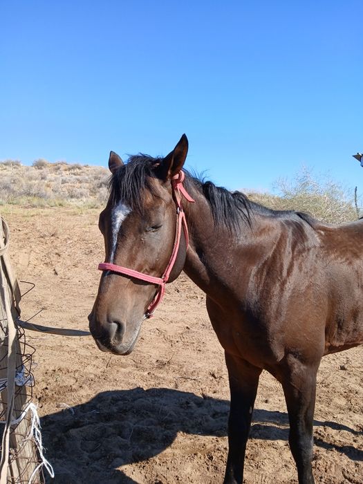 Жылқы сатылады срочно