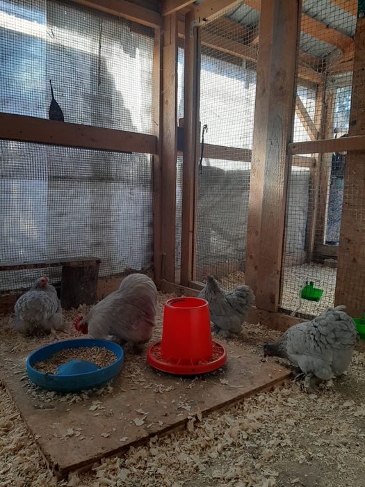 Vand oua de incubat cochinchina pitic lavanda
