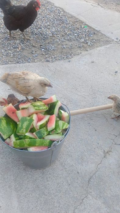 Продам цыплят домашних