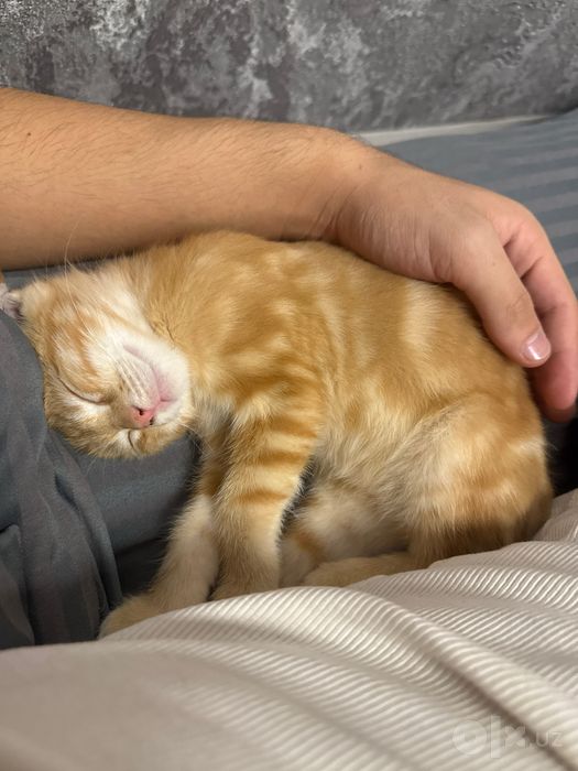 Muwu • Scottish Fold