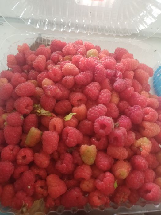 Продам Малина дачная .
