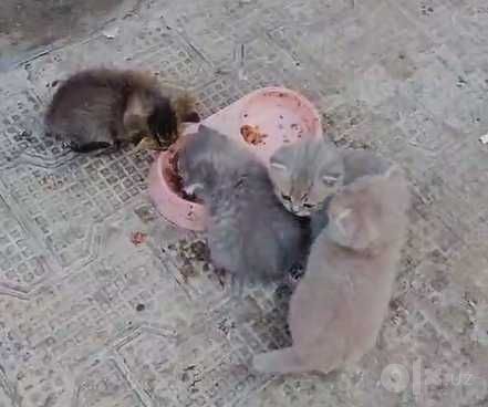 Кошки шотландские, Семья шотландских кошек 1 мать и 5 котята