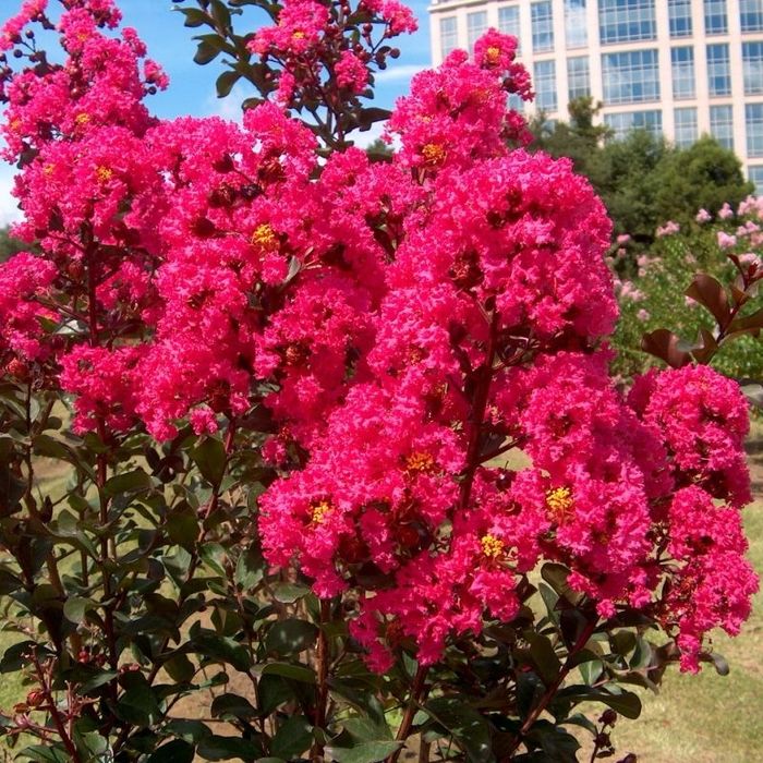 Liliac indian SUPERB