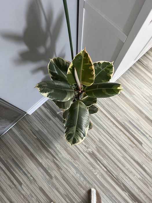 Фикус каучуконосный