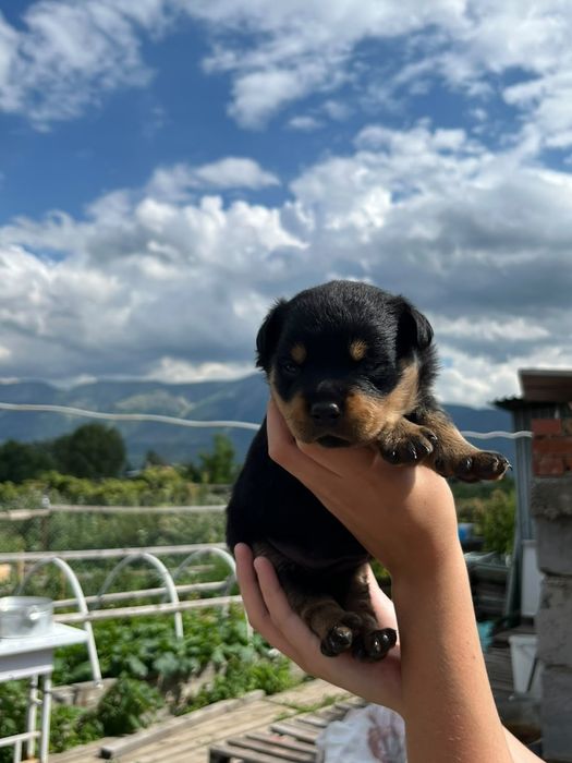 Продам щенка ротвейлер