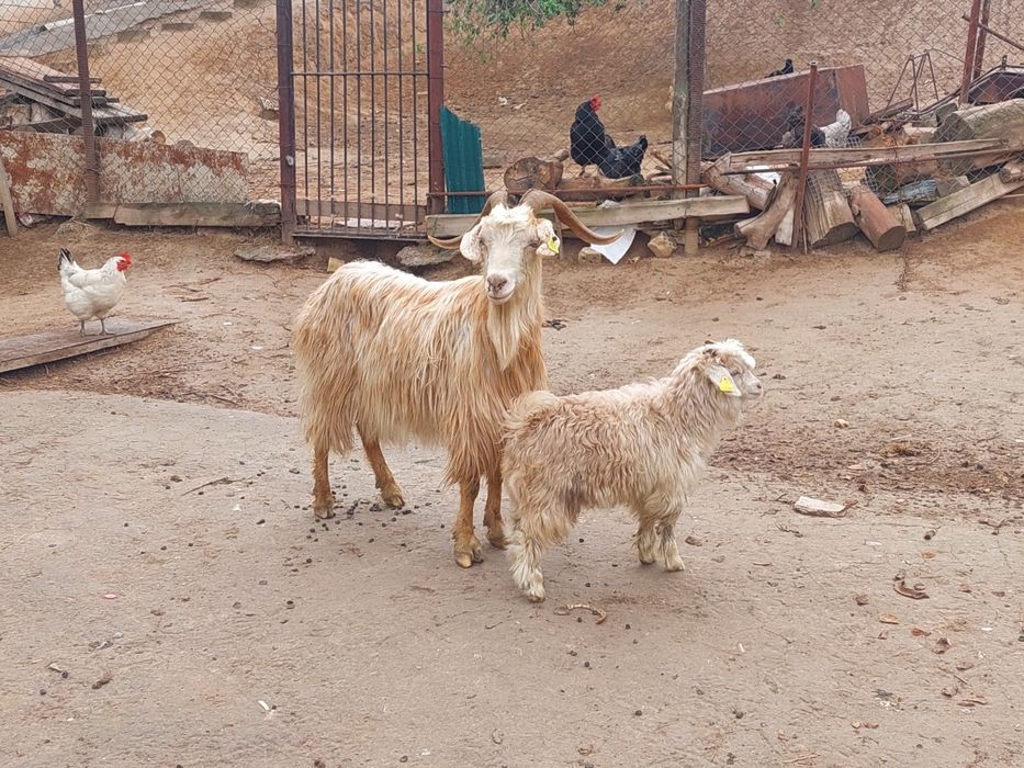 Жас ірі денелі лақты ешкі сатылады