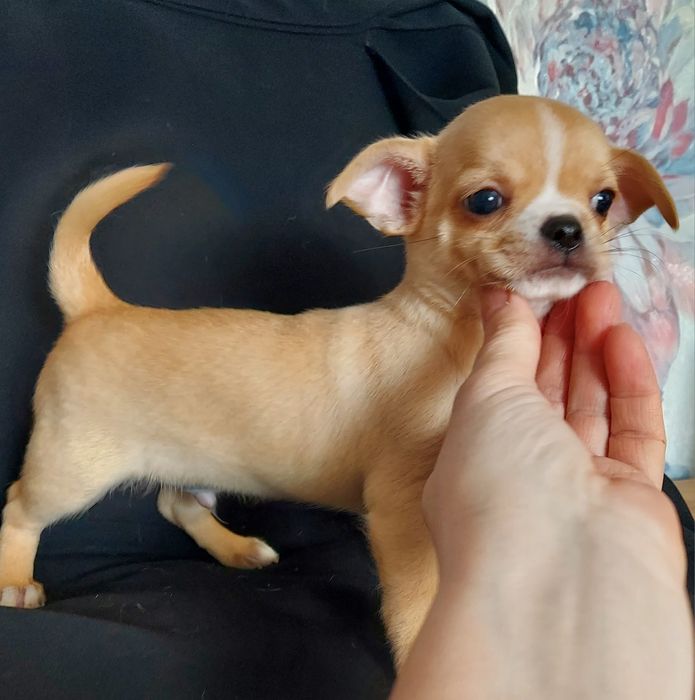 Продаю щенков чихуахуа