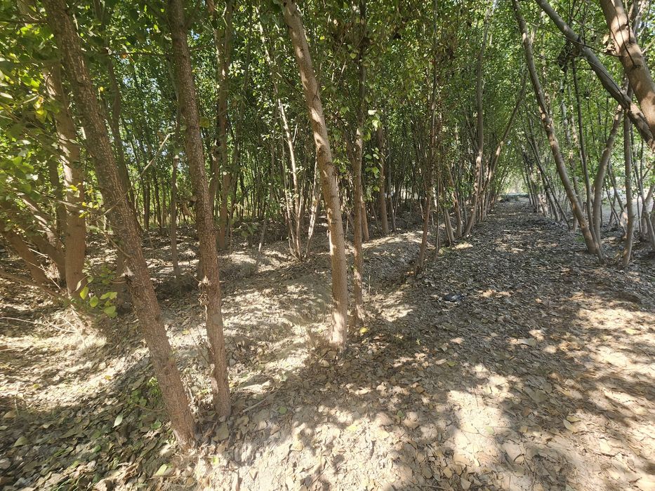 Chek sotiladi yozyovon tumani soyboyi qishlogida