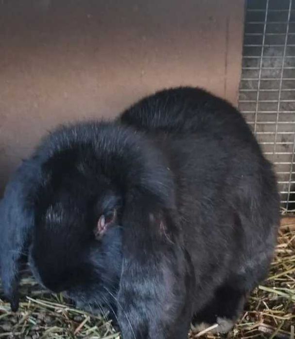 самцы французский баран