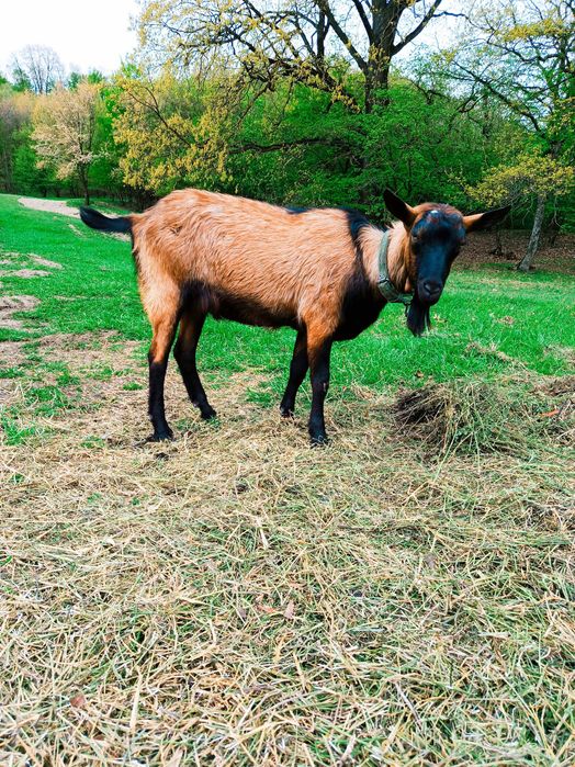 Vând țap Alpin francez