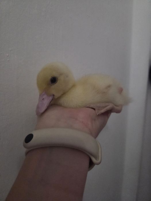 Продаются индоутята