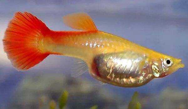 Продам рыбок гуппи