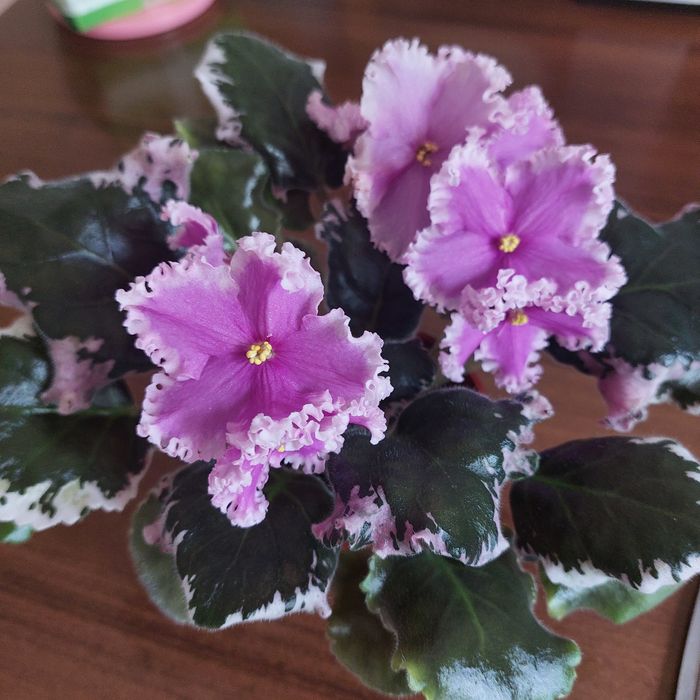 Фиалки ,листочки 500тг